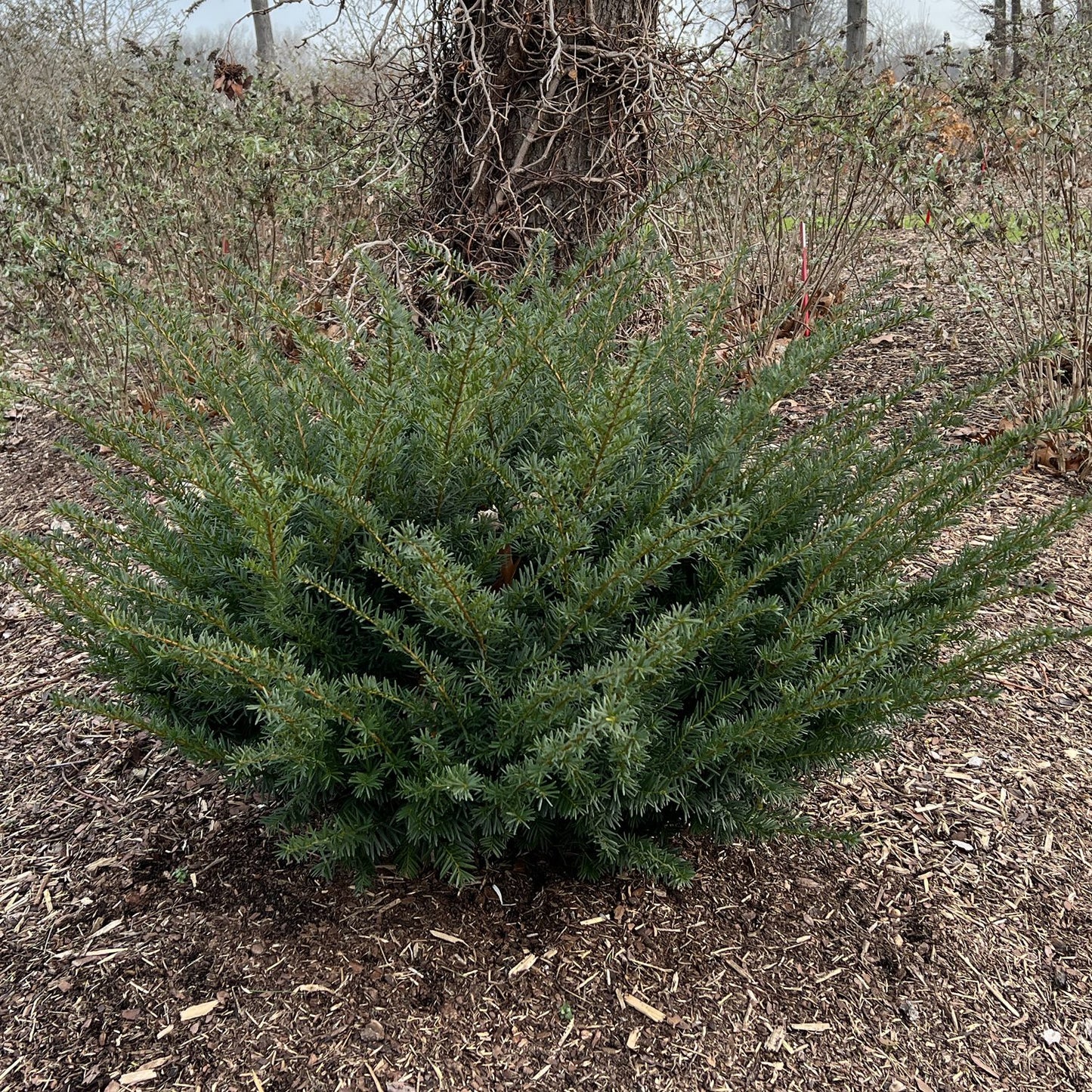 Stonehenge Dark Druid® Yew (Taxus) - Photo Property of Garden Crossings LLC
