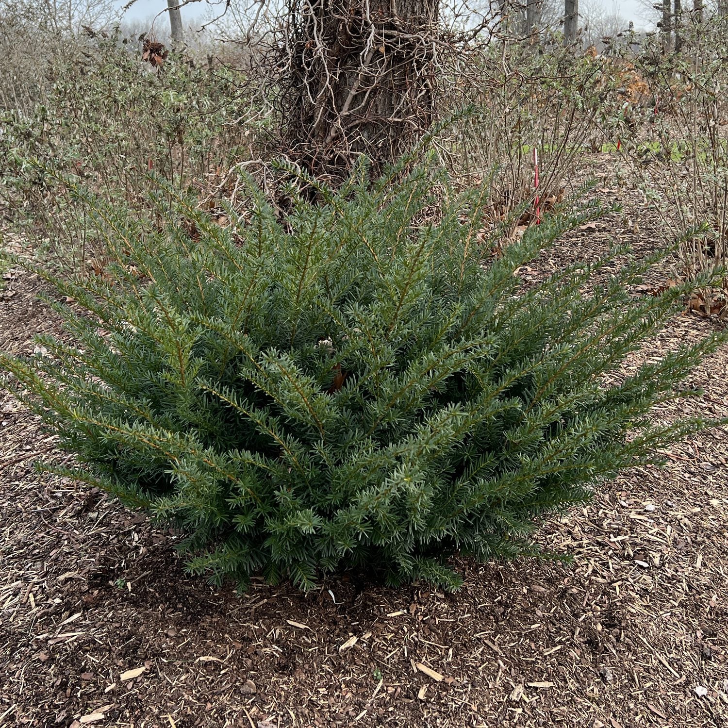 Stonehenge Dark Druid® Yew (Taxus) - Photo Property of Garden Crossings LLC