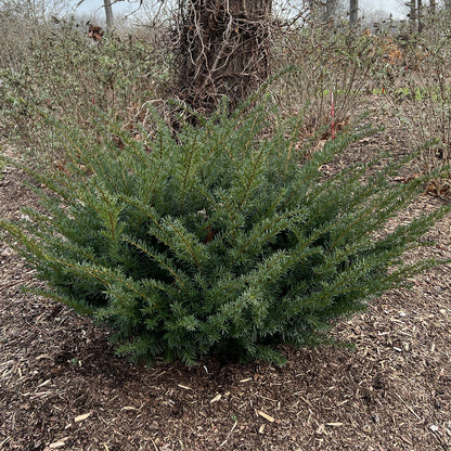 Stonehenge Dark Druid® Yew (Taxus) - Photo Property of Garden Crossings LLC
