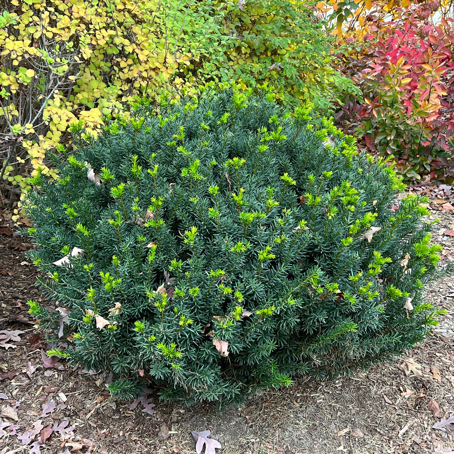 Stonehenge Dark Druid® Yew (Taxus) - Photo Property of Garden Crossings LLC