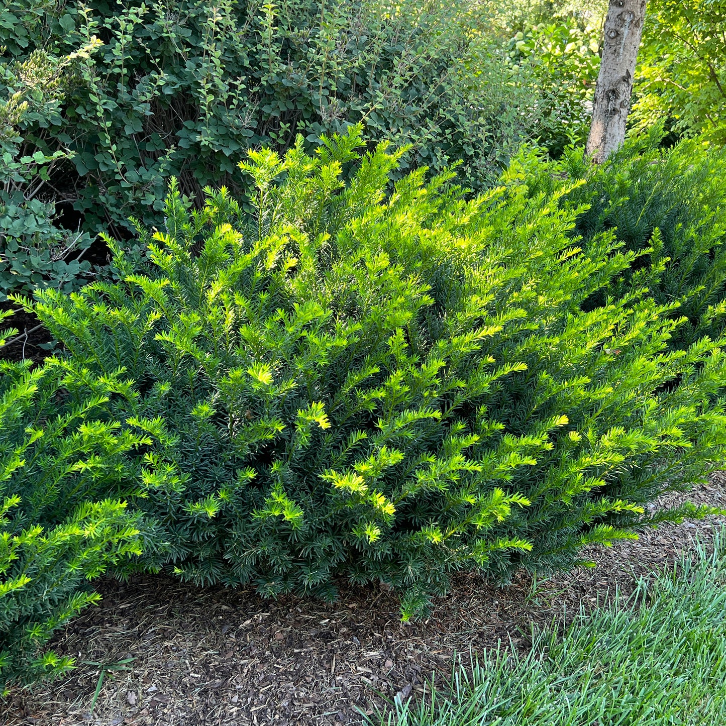 Stonehenge Dark Druid® Yew (Taxus) - Photo Property of Garden Crossings LLC
