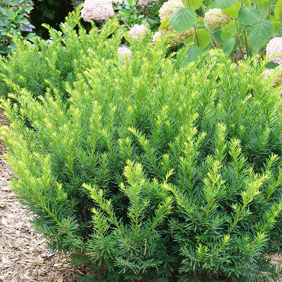 Stonehenge Dark Druid® Yew (Taxus) - Photo Courtesy of Proven Winners, Inc.