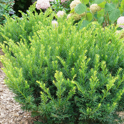 Stonehenge Dark Druid® Yew (Taxus) - Photo Courtesy of Proven Winners, Inc.