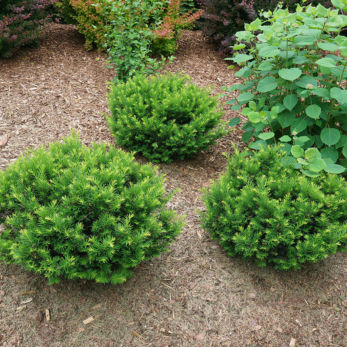 Stonehenge Dark Druid® Yew (Taxus) - Photo Courtesy of Proven Winners, Inc.