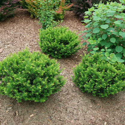 Stonehenge Dark Druid® Yew (Taxus) - Photo Courtesy of Proven Winners, Inc.