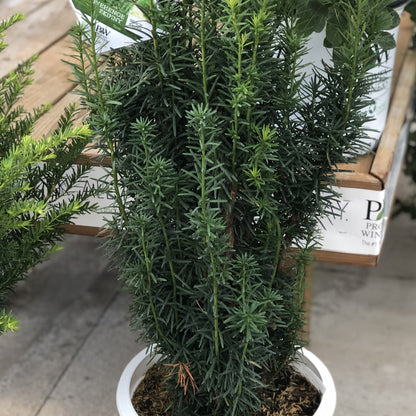 Stonehenge Skinny® Yew (Taxus) - Photo Property of Garden Crossings LLC