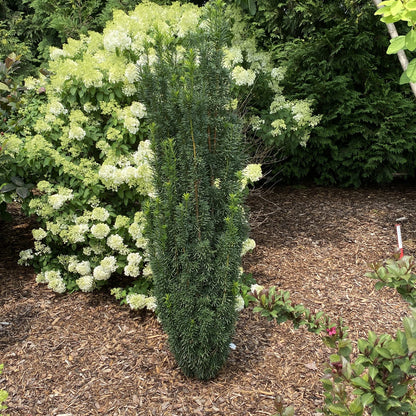 Stonehenge Skinny® Yew (Taxus) - Photo Property of Garden Crossings LLC