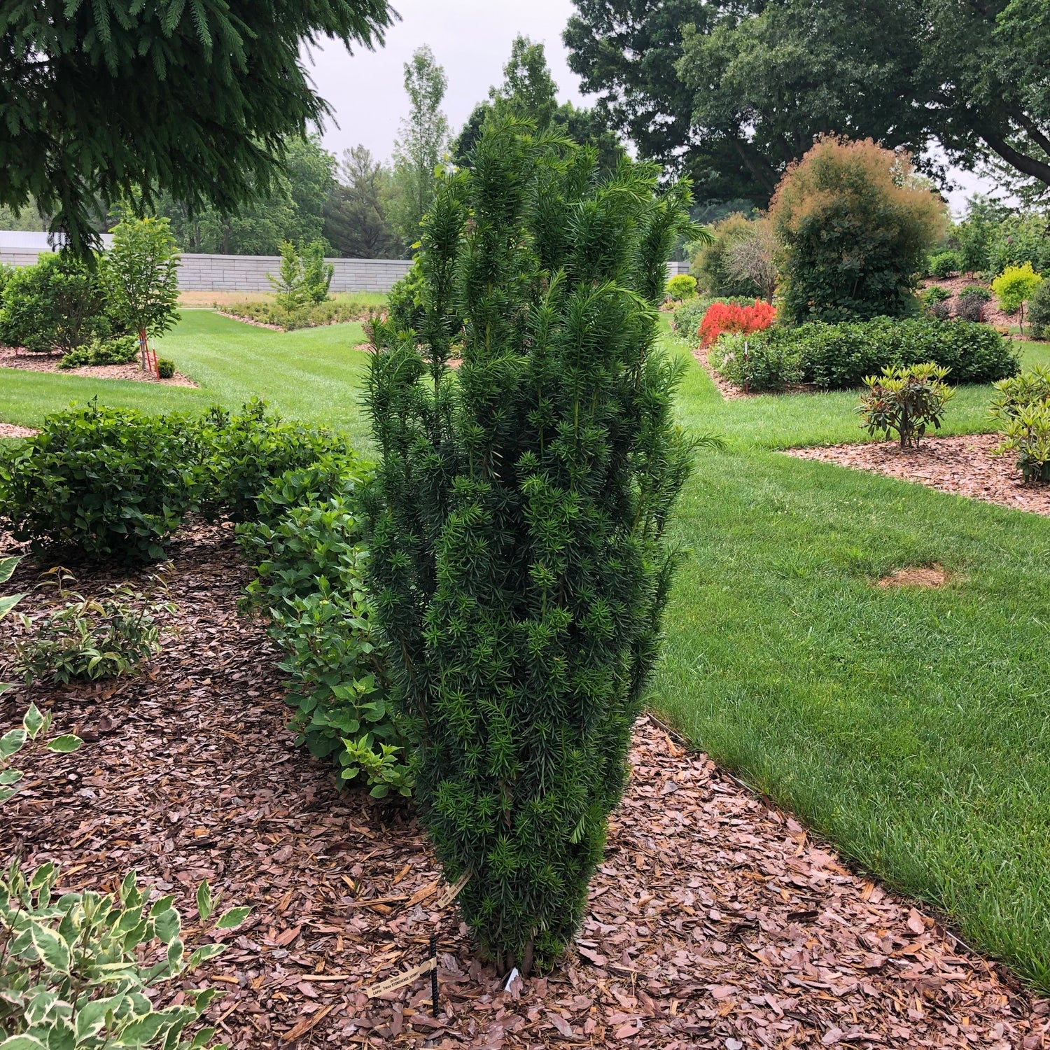 A tall, narrow Stonehenge Skinny® Yew (Taxus), an evergreen shrub with dense, dark green needles, grows in a tidy garden bed bordered by mulch and grass, with other shrubs and trees visible in the background. - Photo Property of Garden Crossings LLC