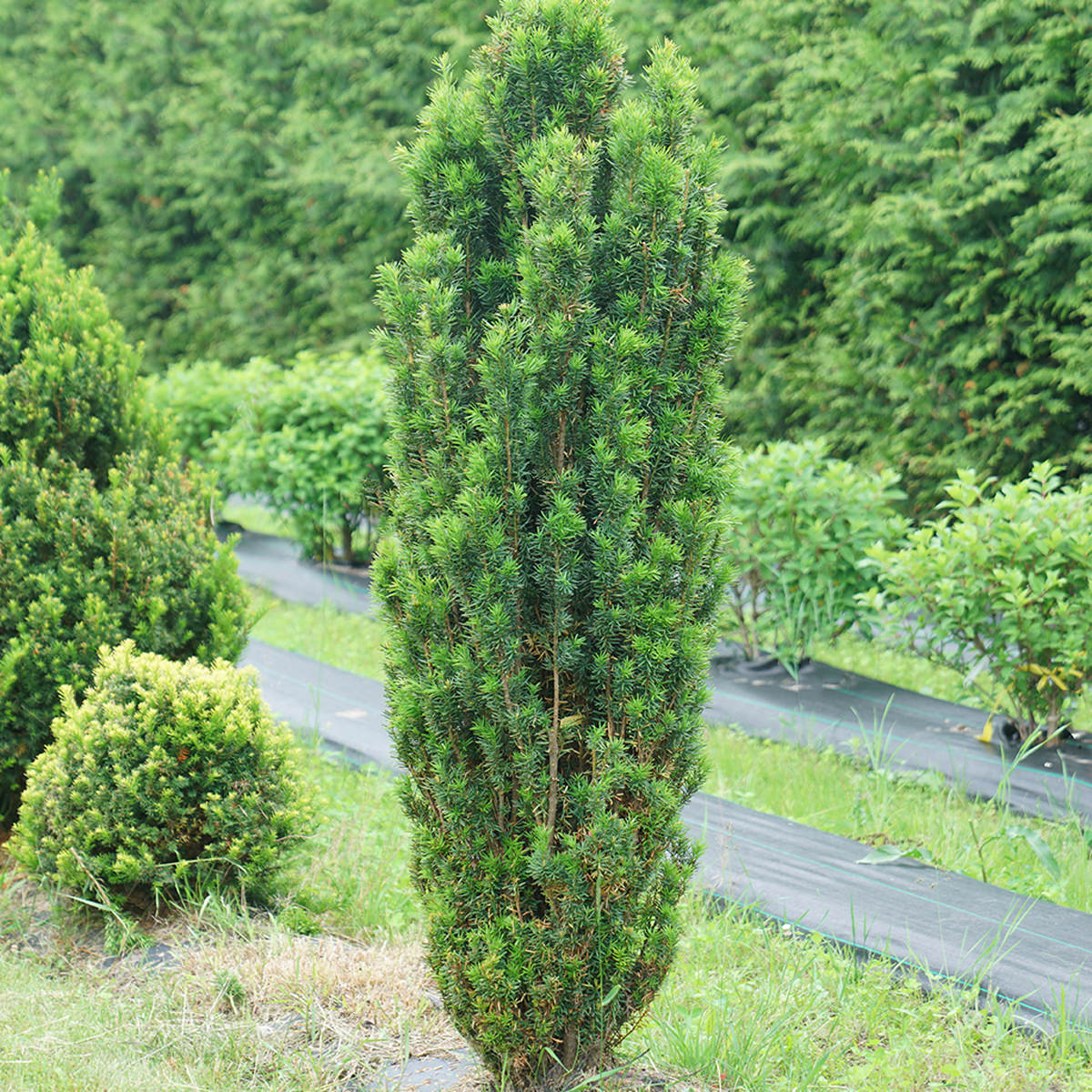 Stonehenge Skinny® Yew (Taxus) - Photo Courtesy of Proven Winners, Inc.