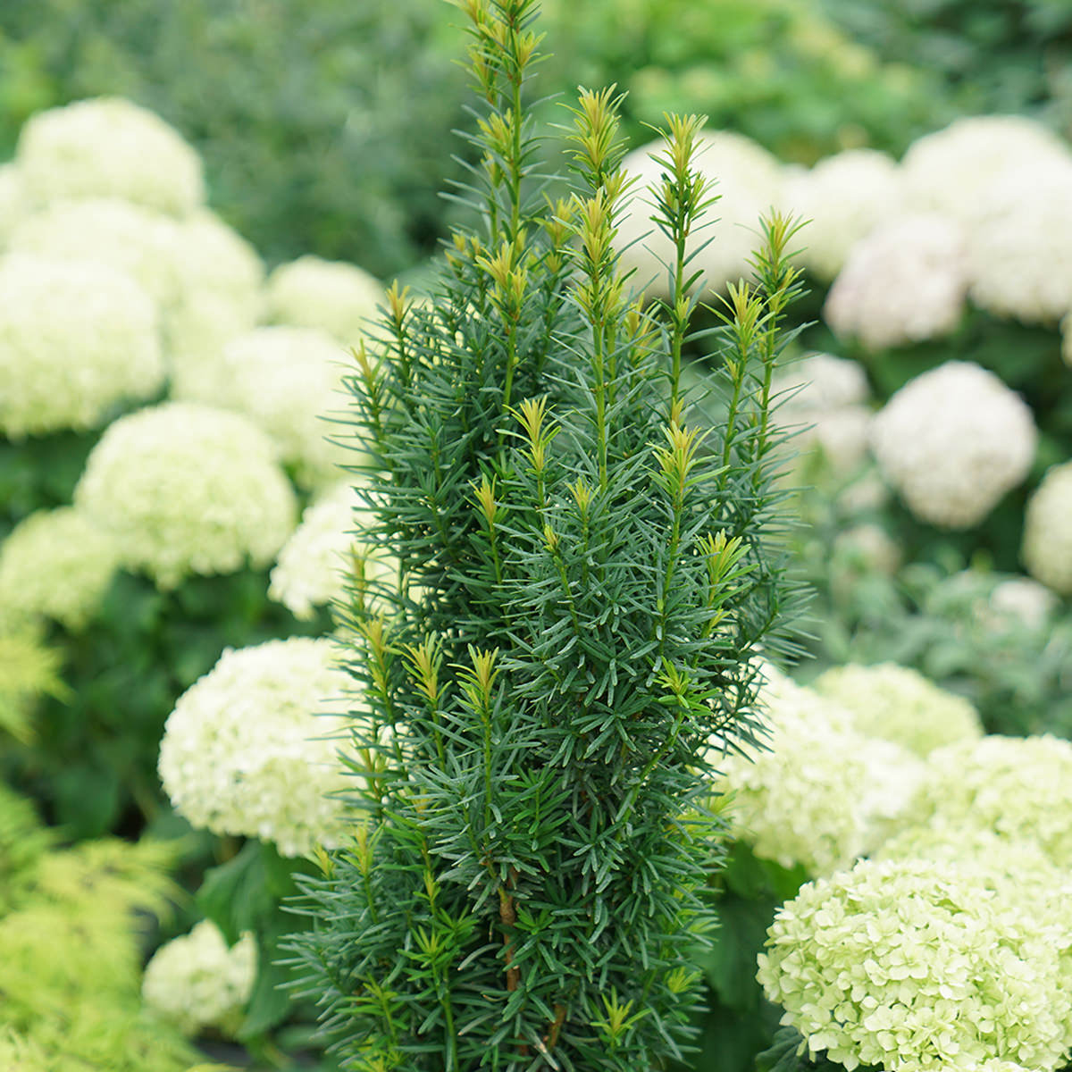 Stonehenge Skinny® Yew (Taxus) - Photo Courtesy of Proven Winners, Inc.