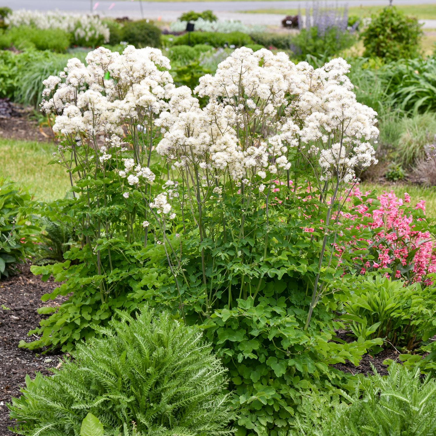 'Cotton Ball' Meadow Rue (Thalictrum) features tall, leafy stems topped with clusters of fluffy white blooms, set among green foliage and pink flowers in a mixed perennial garden bed - Photo Courtesy of Walters Gardens, Inc.
