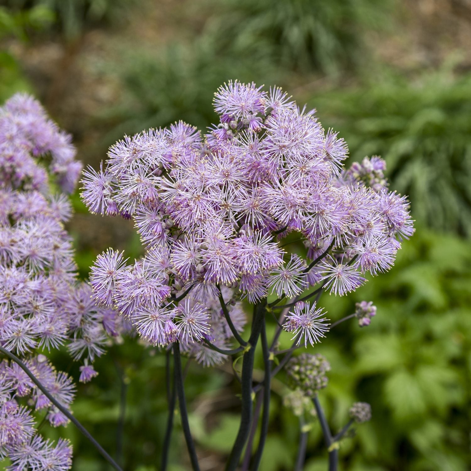 Close-up of a cluster of delicate, fluffy, pale purple 'Cotton Candy' Meadow Rue (Thalictrum) flowers on tall dark stems with green foliage - Photo Courtesy of Walters Gardens, Inc.