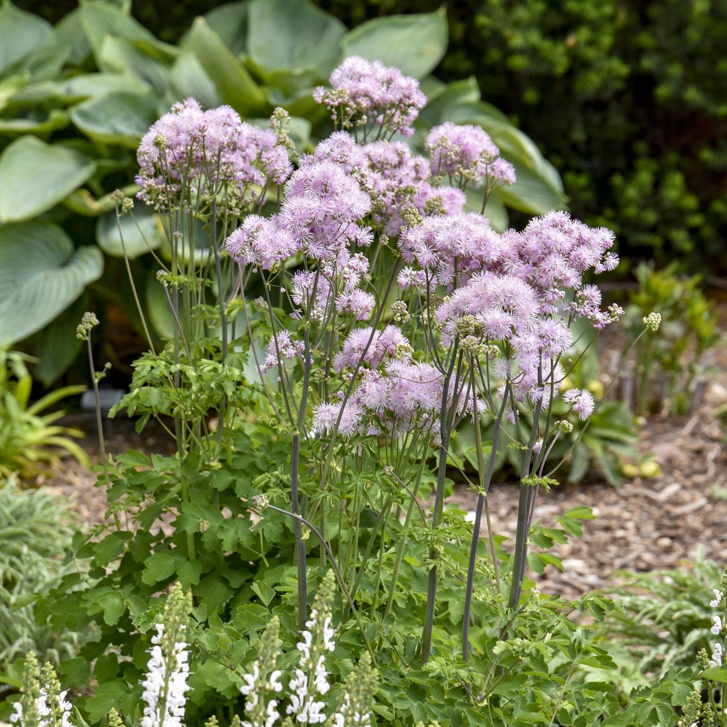Cotton Candy' Meadow Rue | Pollinator Favorite