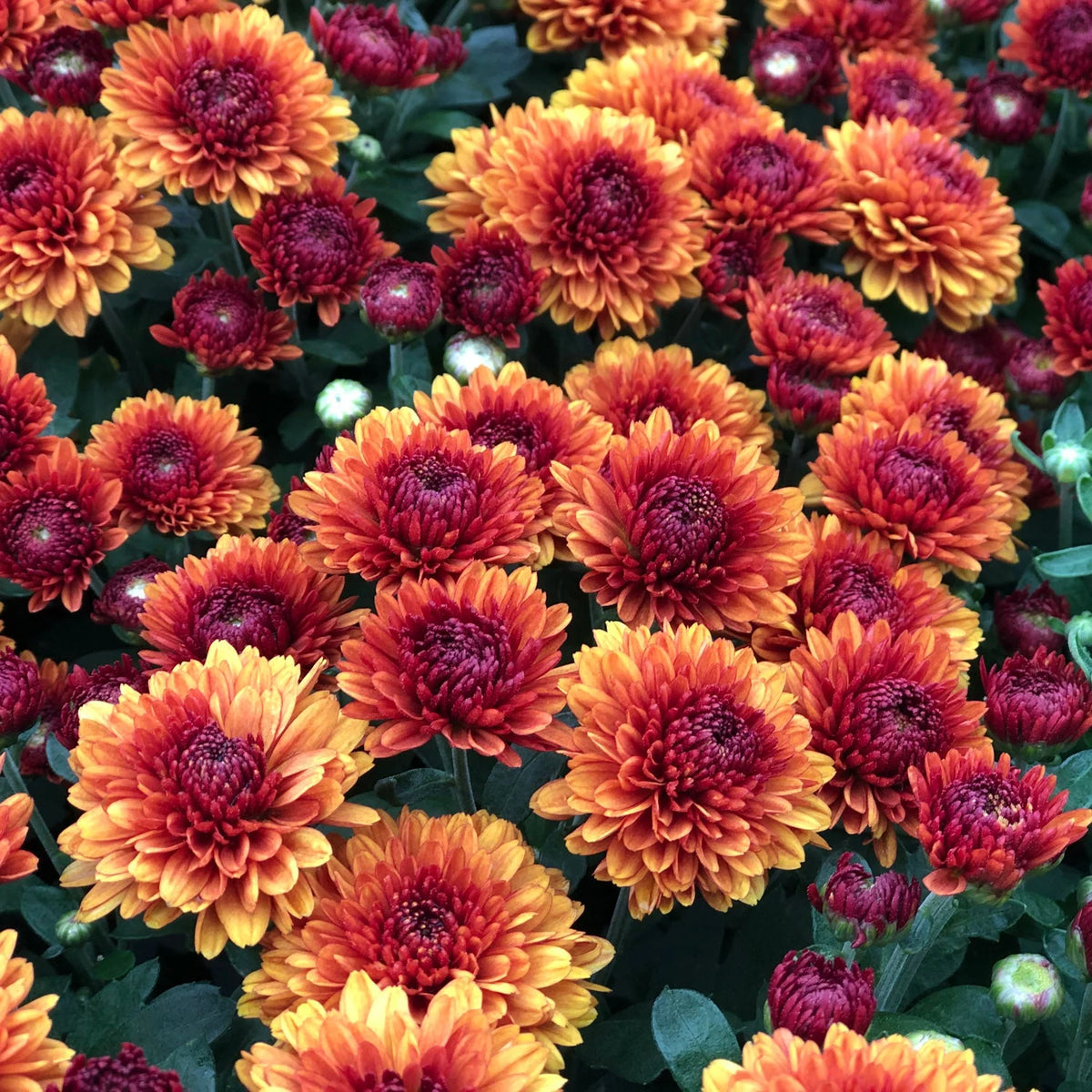 thriller mum flowers for containers