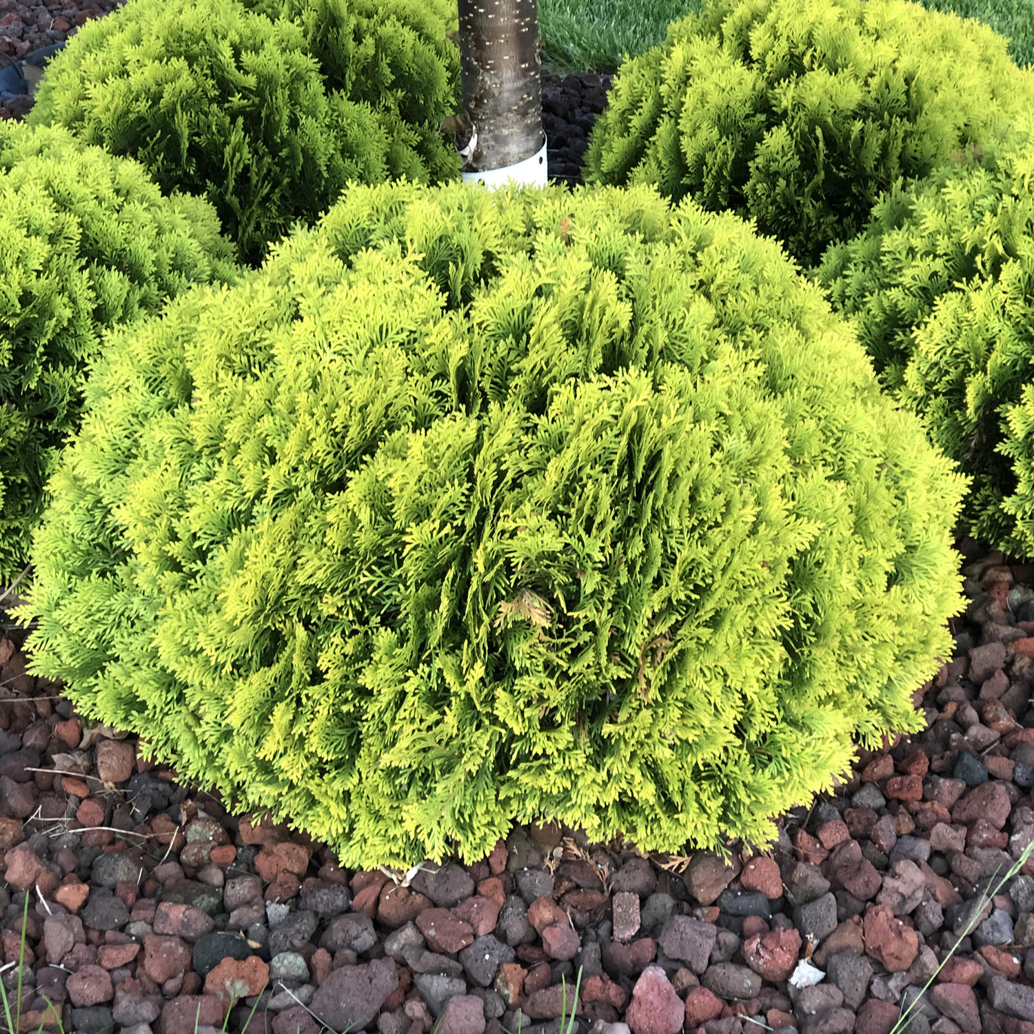 Shrubs for Part Shade