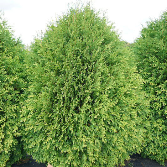 Cheer Drops® Arborvitae (Thuja) - Photo Courtesy of Proven Winners, Inc.