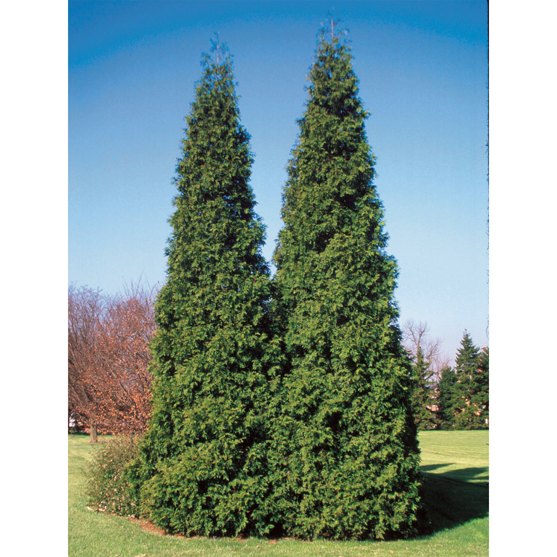 Spring Grove® Arborvitae (Thuja) - Photo Courtesy of Proven Winners, Inc.