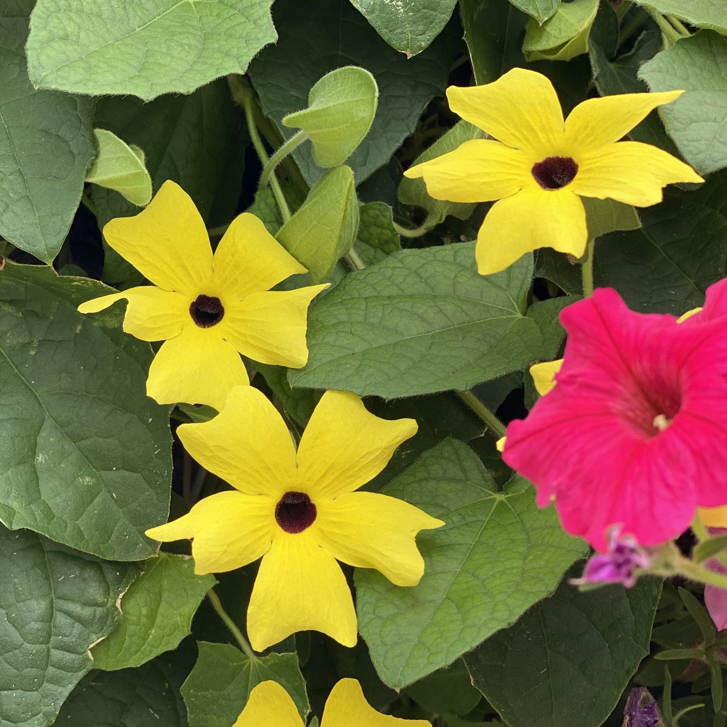 Lemon A - Photo Property of Garden Crossings LLC