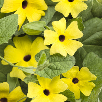 Lemon A -Peel® Black -Eyed Susan Vine (Thunbergia) - Photo Courtesy of Proven Winners, Inc.