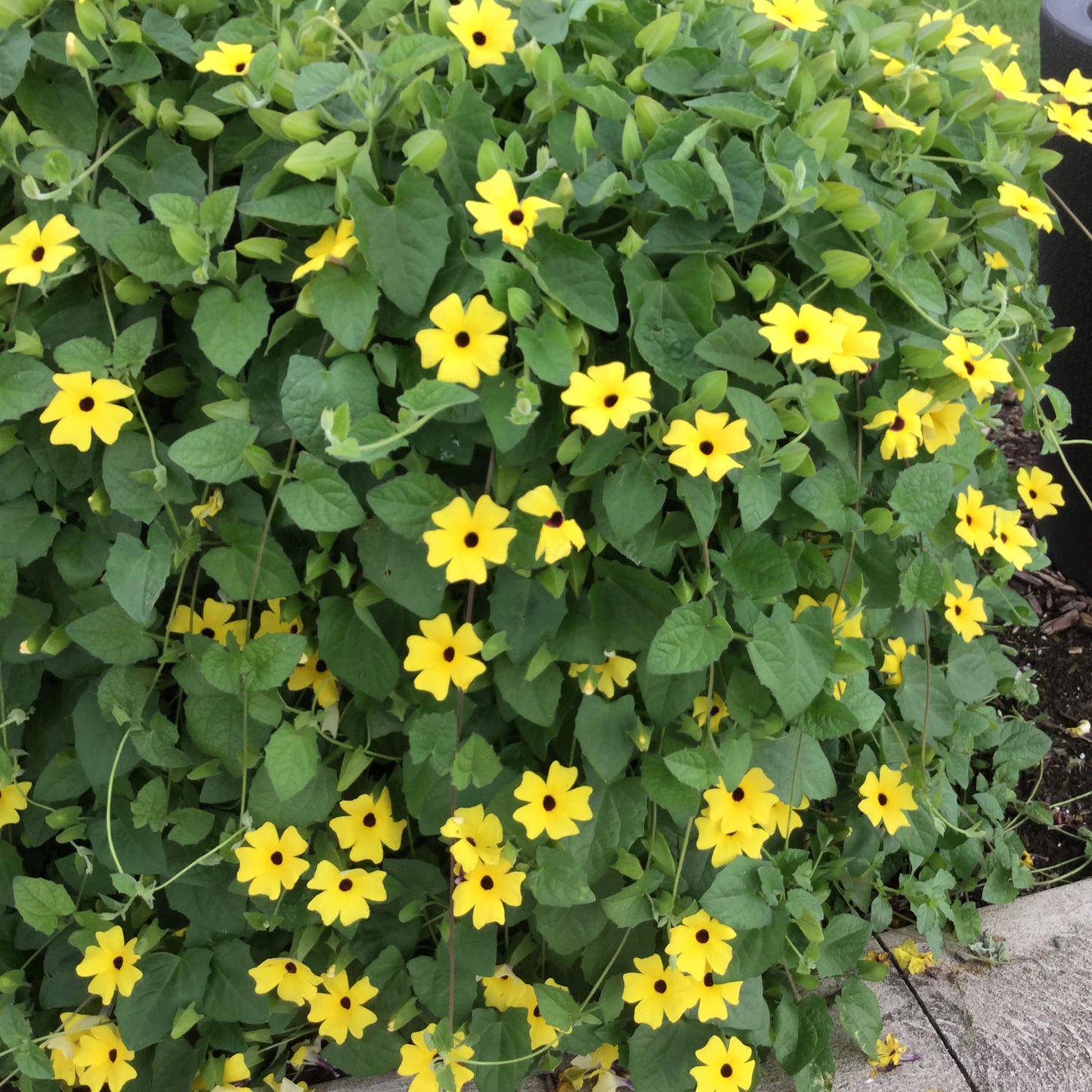 Lemon A -Peel® Black -Eyed Susan Vine (Thunbergia) - Photo Courtesy of Proven Winners, Inc.