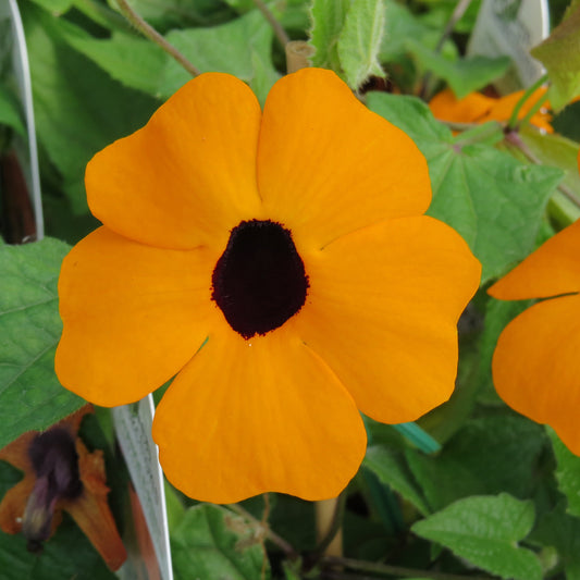 Orange A -Peel® Black -Eyed Susan Vine (Thunbergia) - Photo Courtesy of Proven Winners, Inc.