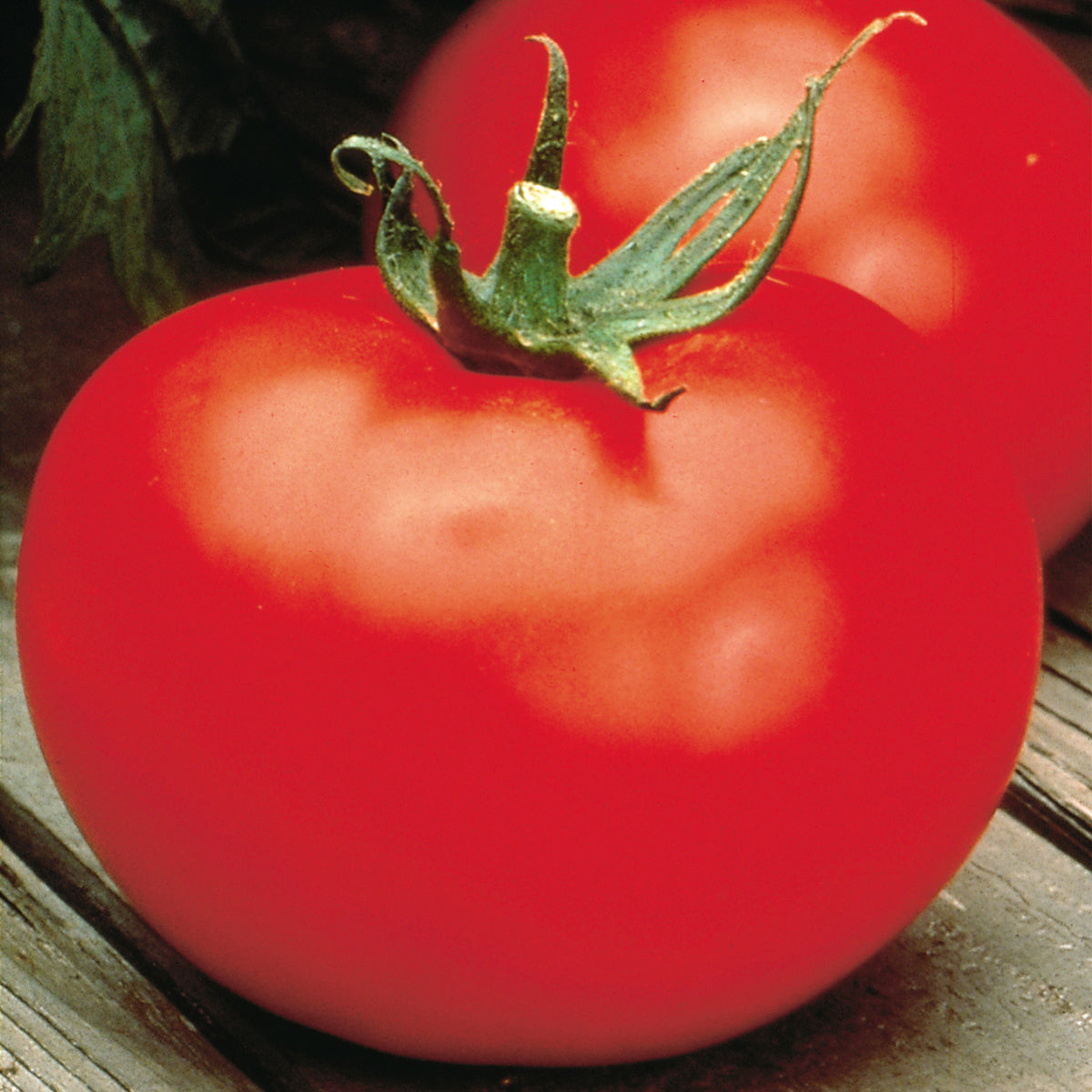 Close-up of two ripe, red 'Better Boy' Tomatoes (Lycopersicon) with green stems on a wooden surface, leafy greens in the background - Photo Courtesy of Burpee.