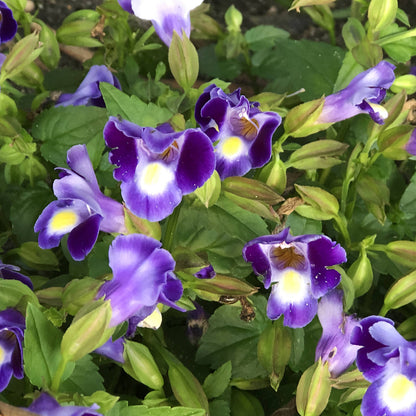 Catalina® Midnight Blue Wishbone Flower (Torenia) - Photo Property of Garden Crossings LLC
