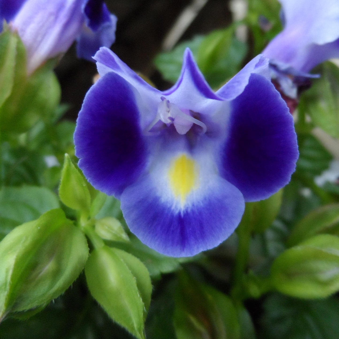Catalina® Midnight Blue Wishbone Flower (Torenia) - Photo Property of Garden Crossings LLC