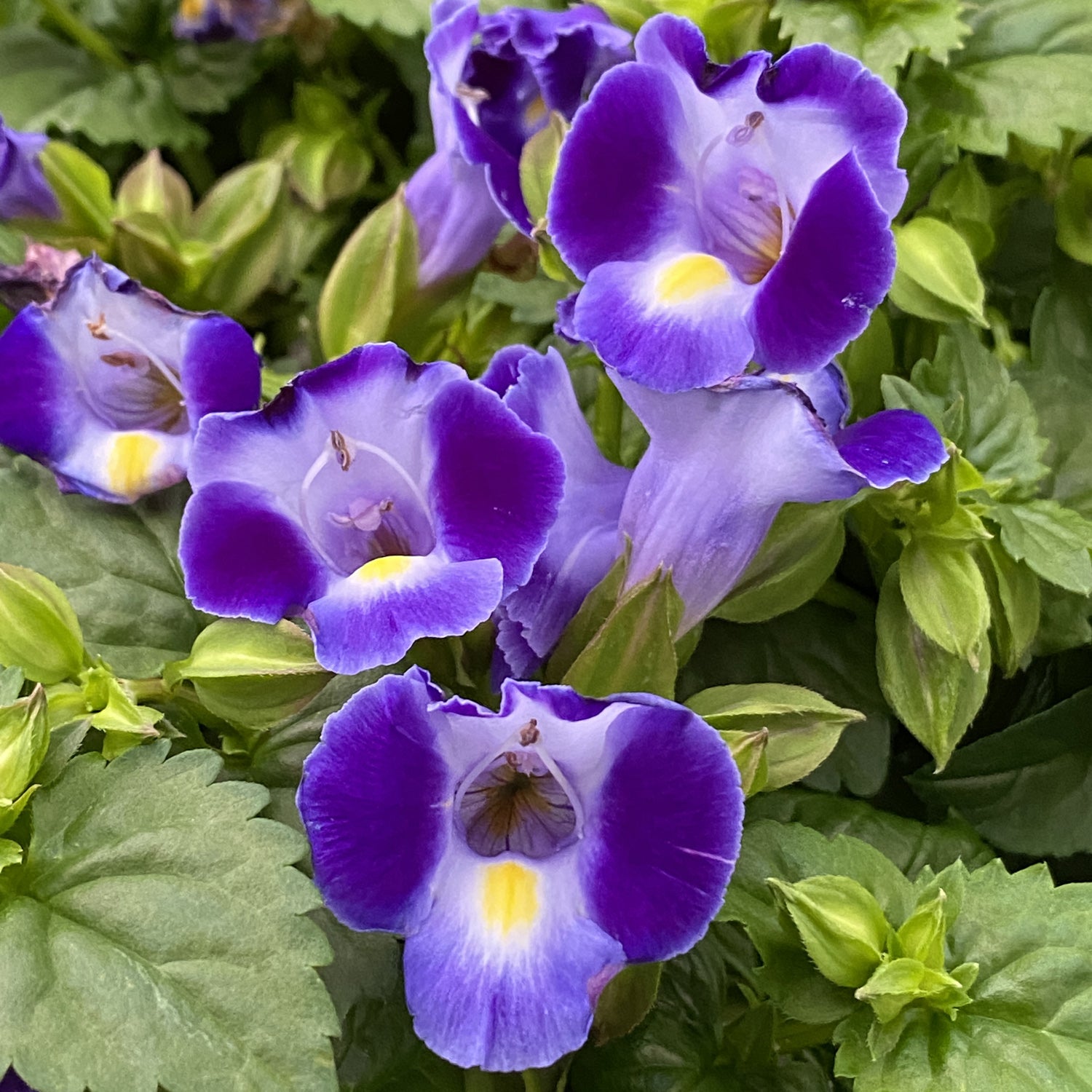 Catalina® Midnight Blue Wishbone Flower (Torenia) - Photo Property of Garden Crossings LLC