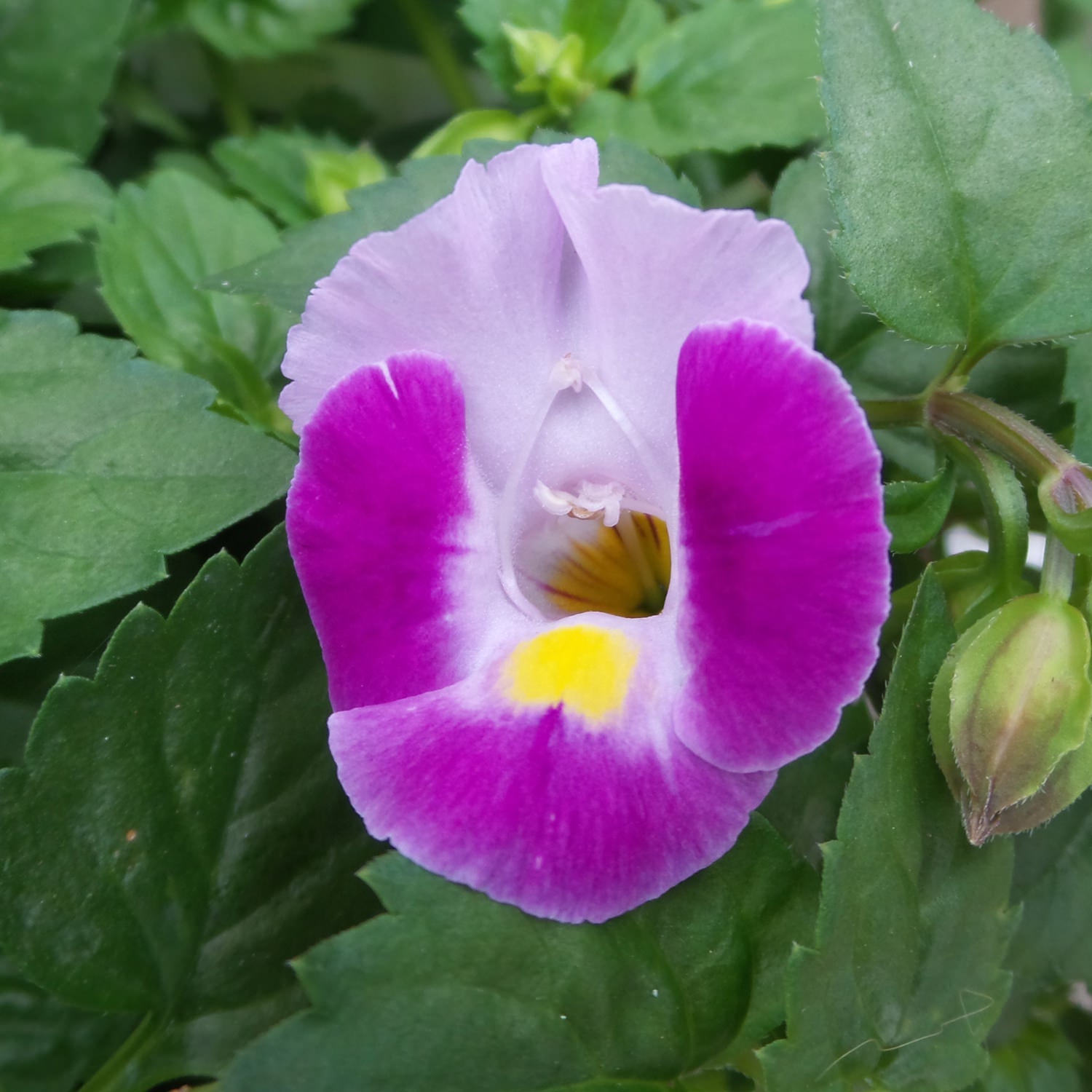 Catalina® Pink Wishbone Flower (Torenia)