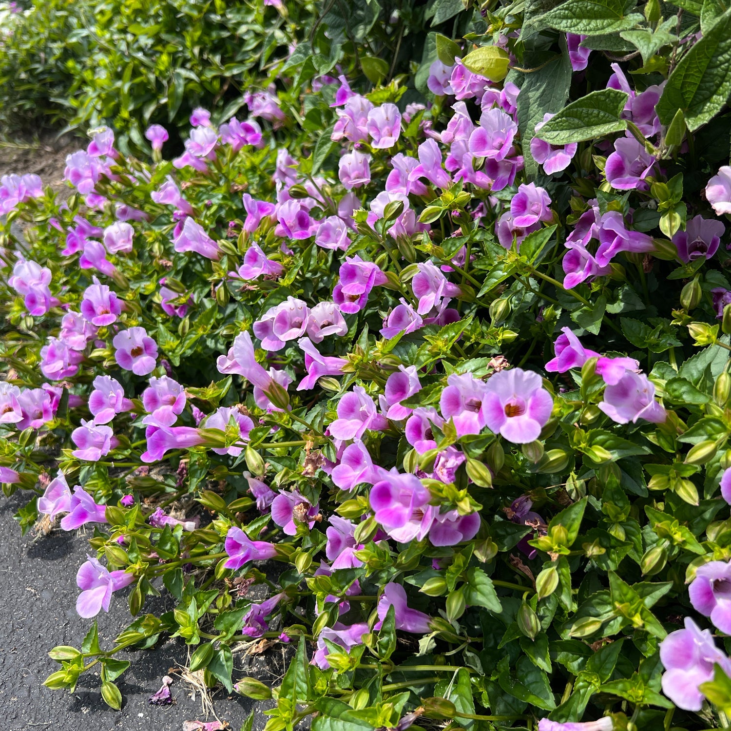 A lush green bush covered with numerous small, trumpet-shaped Catalina® Pink Wishbone Flowers (Torenia) grows beside a paved surface - Photo Property of Garden Crossings LLC.