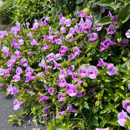 A lush green bush covered with numerous small, trumpet-shaped Catalina® Pink Wishbone Flowers (Torenia) grows beside a paved surface - Photo Property of Garden Crossings LLC.