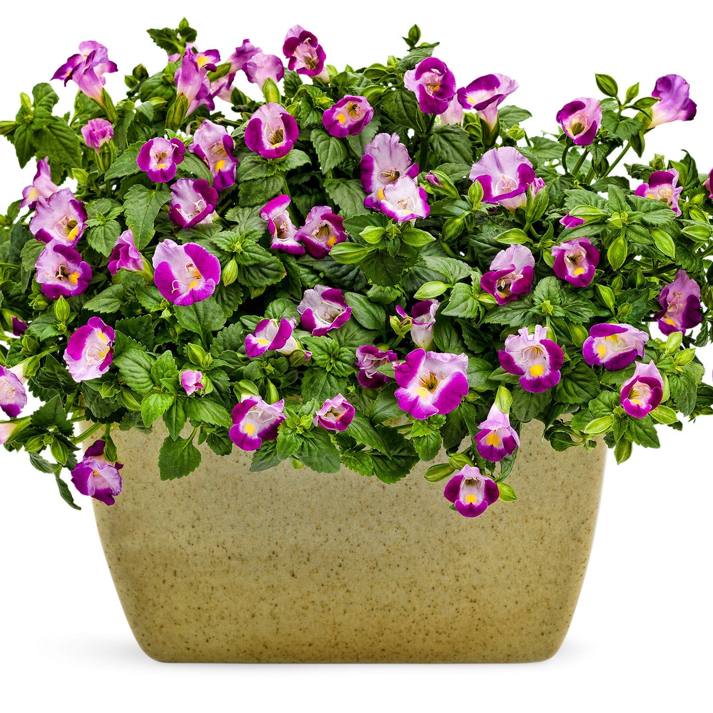A beige rectangular planter holds lush green foliage and vibrant pink and violet Catalina® Pink Wishbone Flowers (Torenia - Photo Courtesy of Proven Winners, Inc. Decorative pot not included.