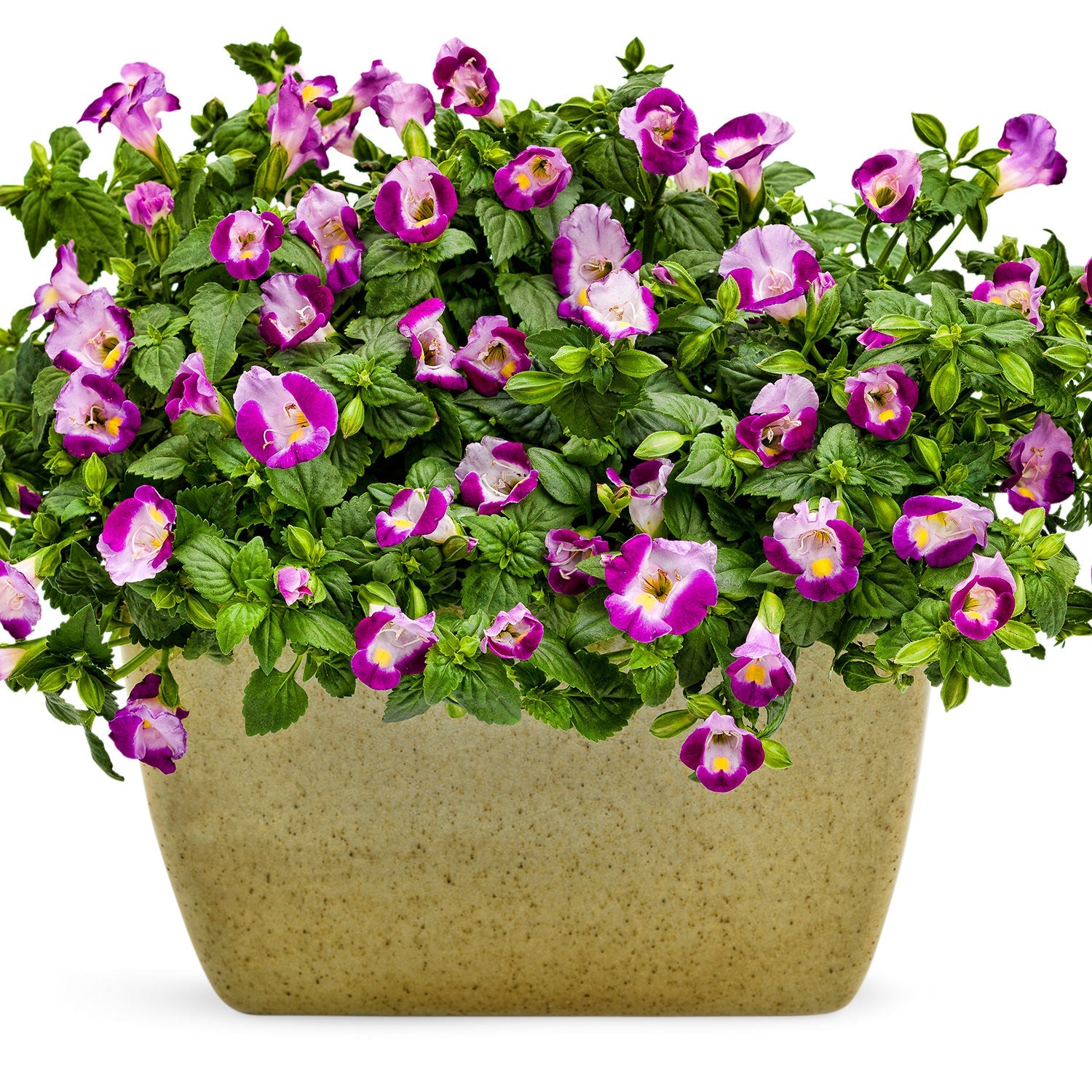 A beige rectangular planter holds lush green foliage and vibrant pink and violet Catalina® Pink Wishbone Flowers (Torenia - Photo Courtesy of Proven Winners, Inc. Decorative pot not included.