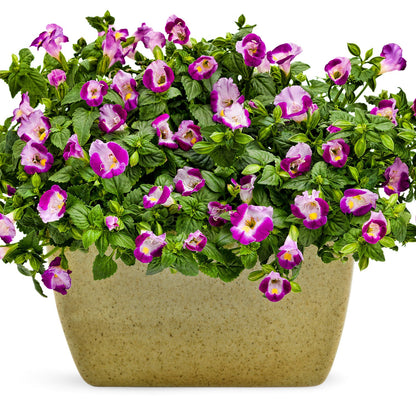 A beige rectangular planter holds lush green foliage and vibrant pink and violet Catalina® Pink Wishbone Flowers (Torenia - Photo Courtesy of Proven Winners, Inc. Decorative pot not included.