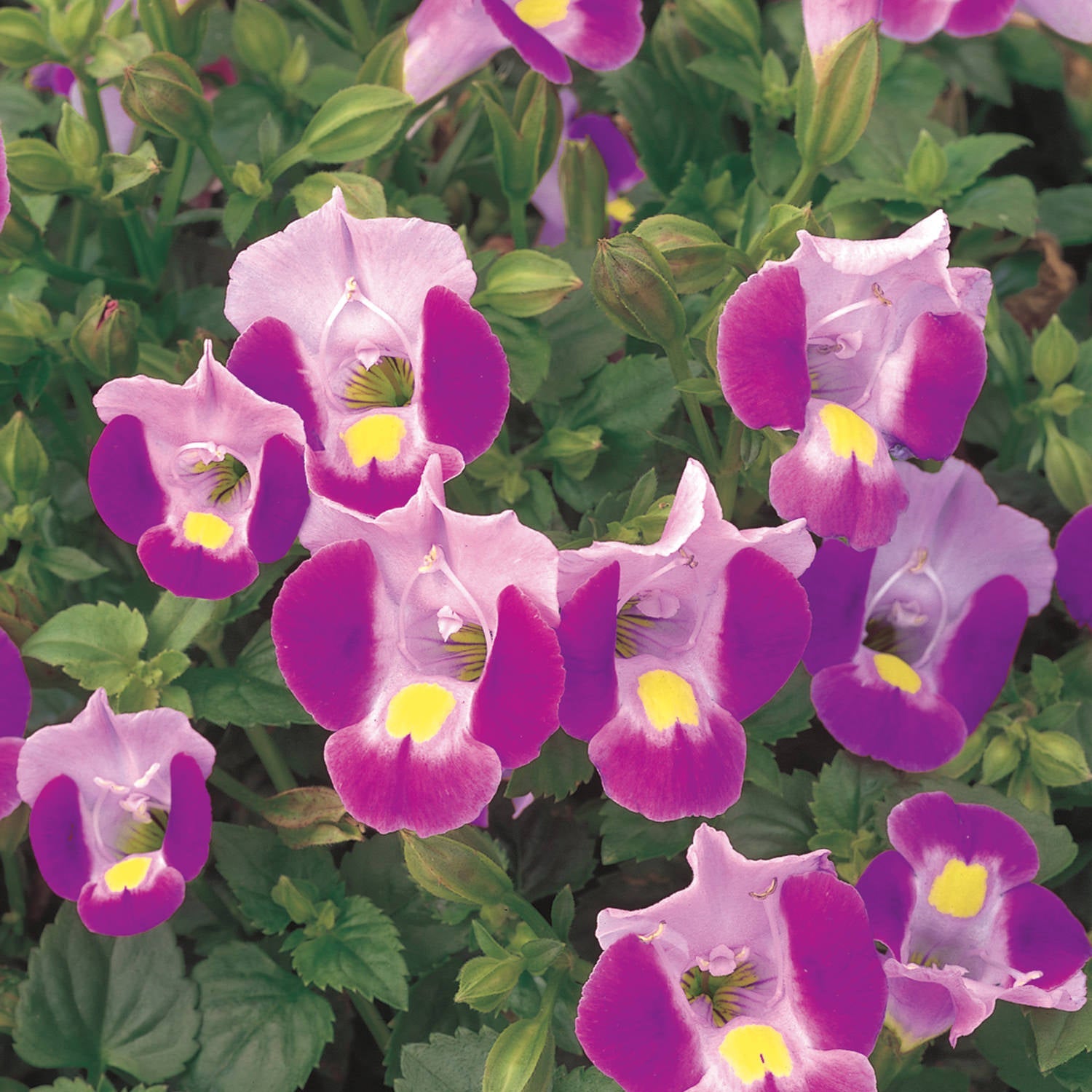 Cluster of Catalina® Pink Wishbone Flower (Torenia) with purple and pink trumpet-shaped blooms, yellow centers, and lush green foliage - Photo Courtesy of Proven Winners, Inc.