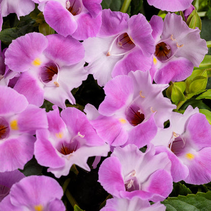 Catalina® Pink Wishbone Flower (Torenia) features trumpet-shaped, vibrant pink blooms with yellow and white centers amid dark green leaves, forming a dense, colorful cluster - Photo Courtesy of Proven Winners, Inc.