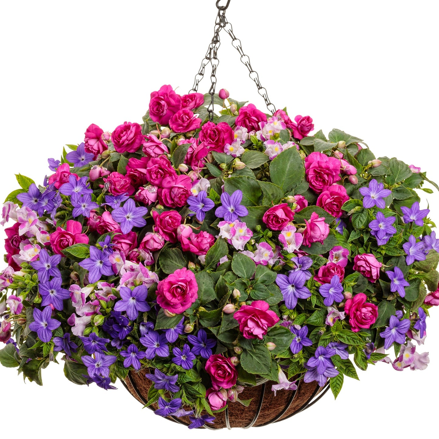 A hanging basket with vibrant Catalina® Pink Wishbone Flower (Torenia) and clusters of purple annuals, overflowing with blooms and lush green leaves, set against a white background - Photo Courtesy of Proven Winners, Inc. Decorative pot not included.
