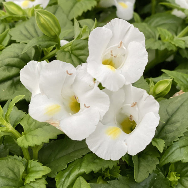 Catalina White Linen Wishbone Flower (Torenia)