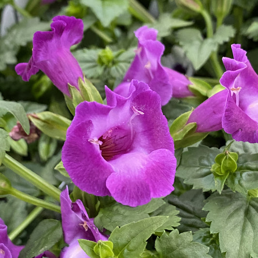 Close-up of Summer Wave® Large Amethyst Wishbone Flower (Torenia) shows trumpet-shaped, vibrant purple blooms and lush green leaves - Photo Property of Garden Crossings LLC.