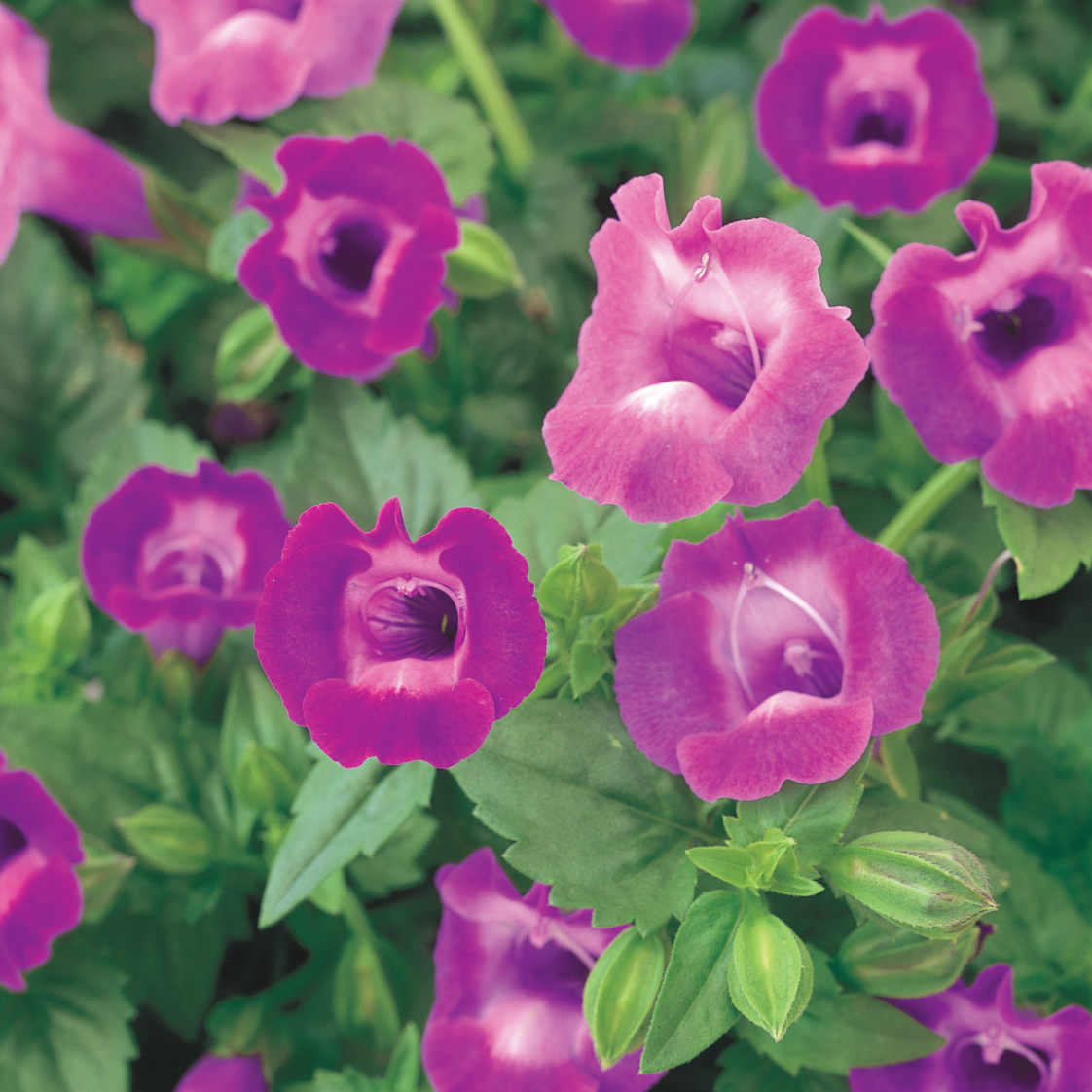 Close-up of Summer Wave® Large Amethyst Wishbone Flower (Torenia) features bright purple, trumpet-shaped blooms with yellow centers and lush foliage - Photo Courtesy of Proven Winners, Inc.