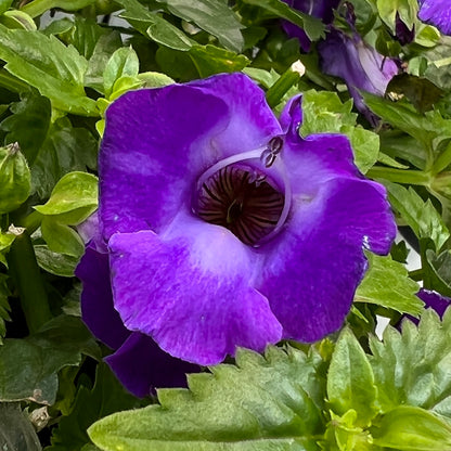 Summer Wave® Large Violet Wishbone Flower (Torenia) - Photo Property of Garden Crossings LLC