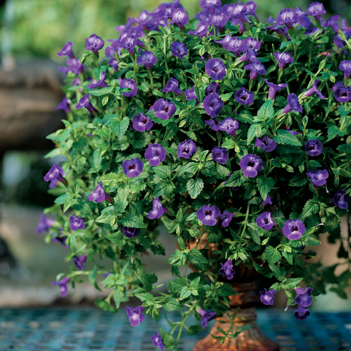 Summer Wave® Large Violet Wishbone Flower (Torenia) - Photo Courtesy of Proven Winners, Inc.