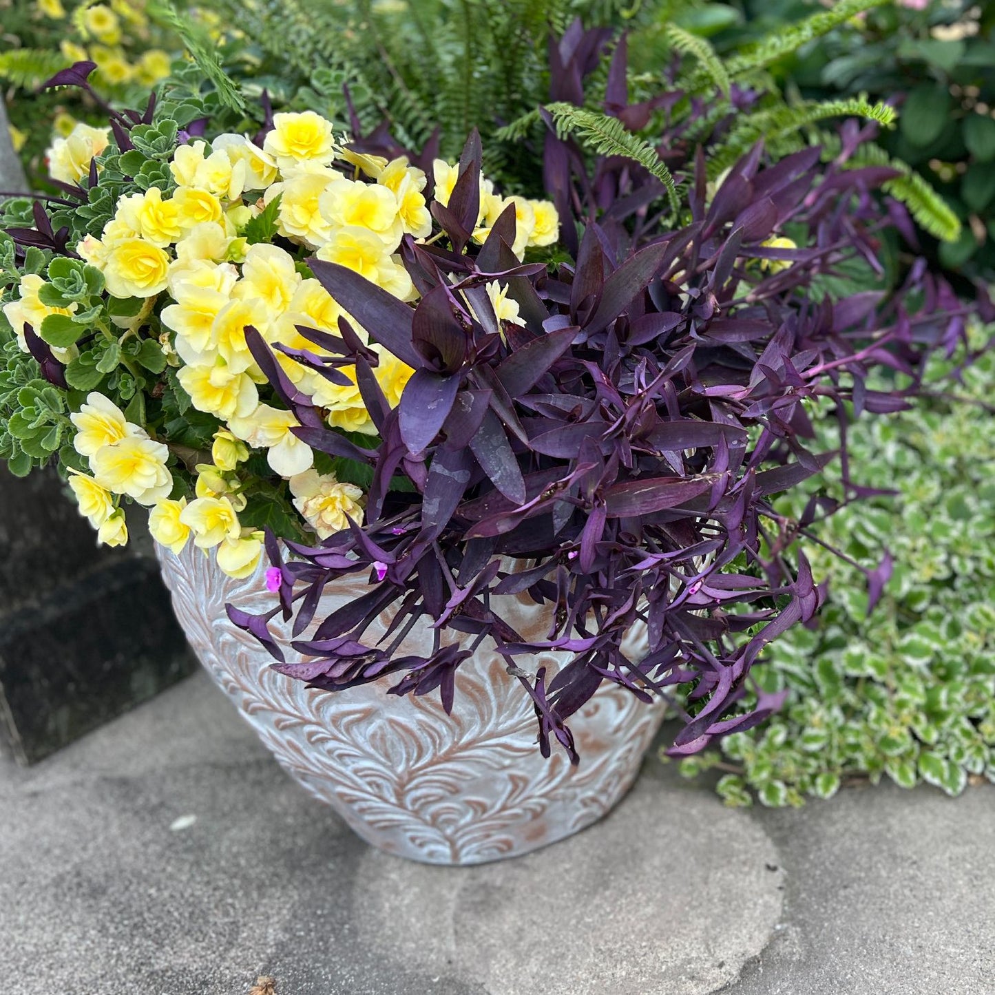 Purple Queen' Purple Spiderwort (Tradescantia) - Photo Property of Garden Crossings LLC