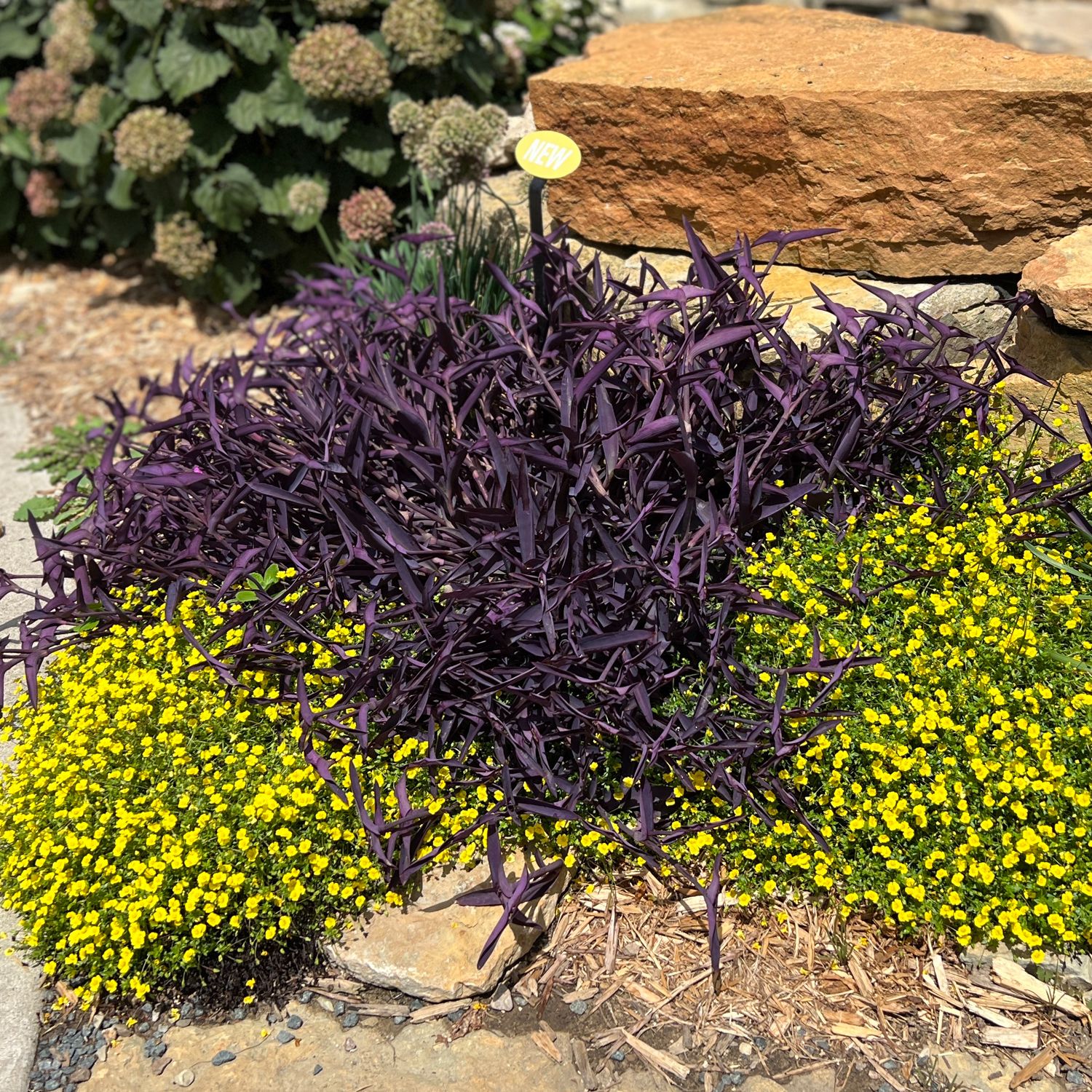 Purple Queen' Purple Spiderwort (Tradescantia) - Photo Property of Garden Crossings LLC