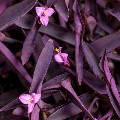 Purple Queen' Purple Spiderwort (Tradescantia) - Photo Courtesy of Proven Winners, Inc.