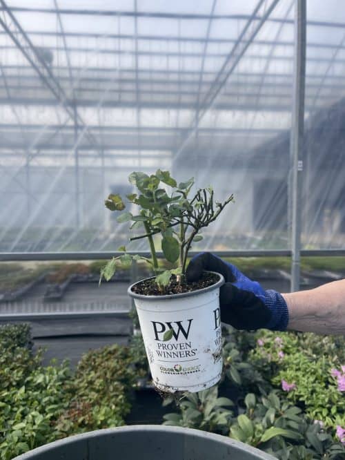hand holding a white container with proven winners branding and a small trimmed shrub in it