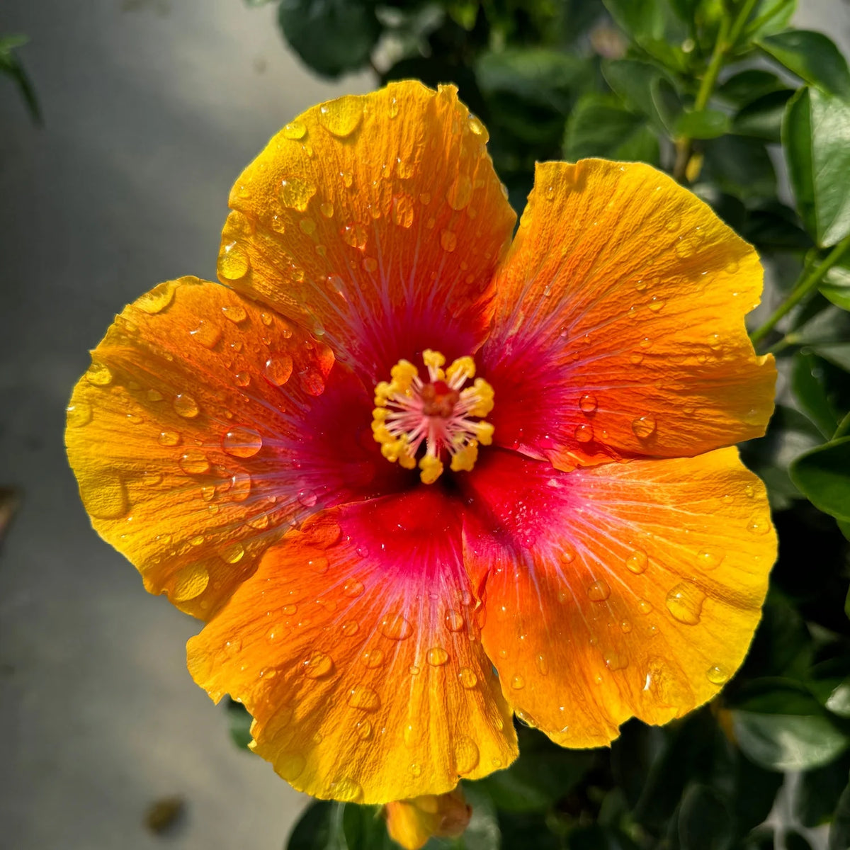 deal on orange tropical hibiscus plant