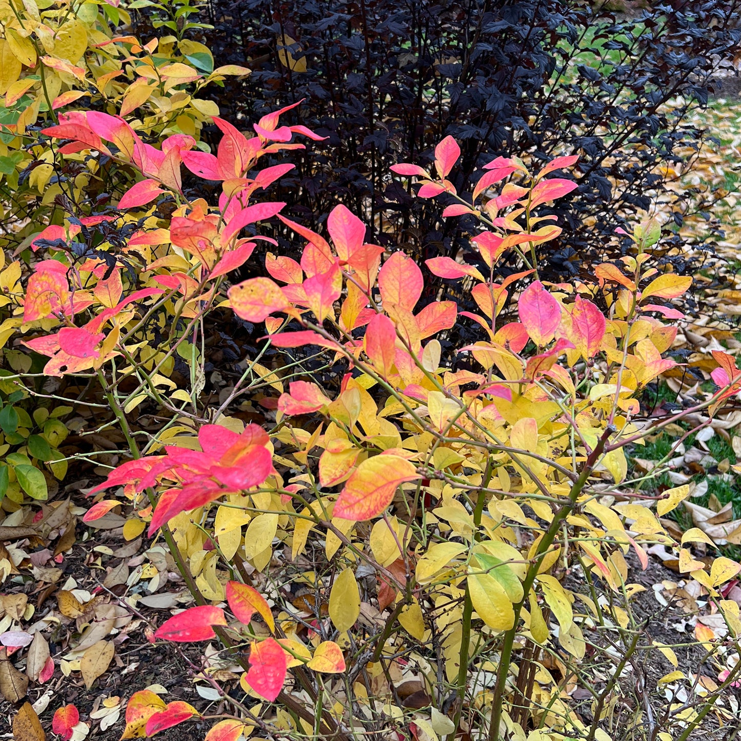 Sky Dew® Gold Vaccinium - Photo Property of Garden Crossings LLC