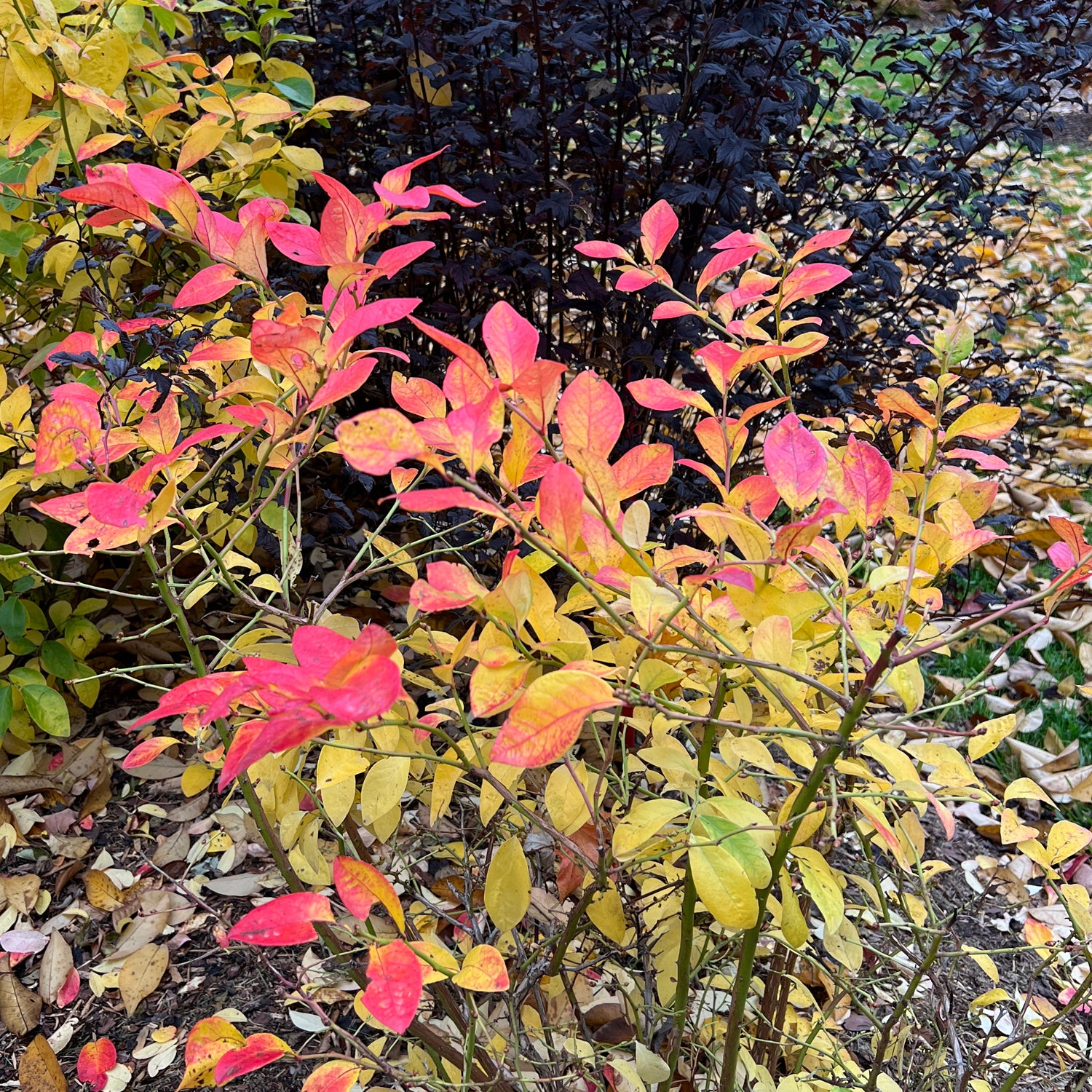 Sky Dew® Gold Vaccinium - Photo Property of Garden Crossings LLC